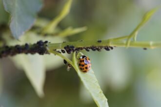 Crop Diseases