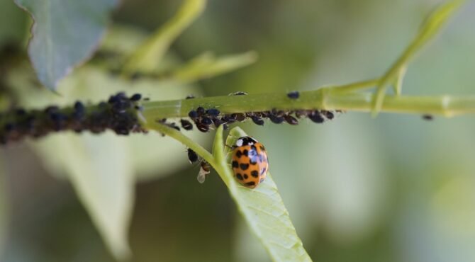 Crop Diseases