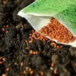 Seed Sowing Techniques for Different Types of Plants