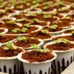 Sowing