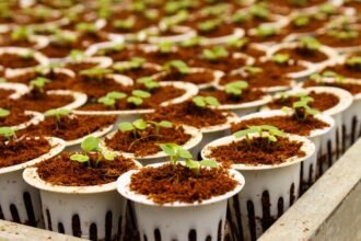 Sowing