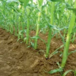 Reconnaître et comprendre les stades de développement du maïs