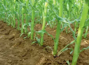 Reconnaître et comprendre les stades de développement du maïs