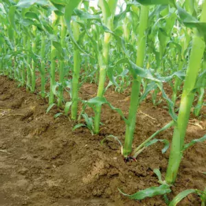 Reconnaître et comprendre les stades de développement du maïs