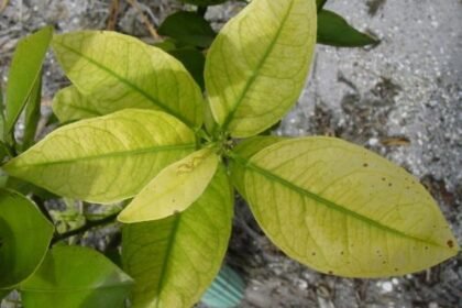 Fertilisation & Amendement