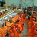 Récolte et Conditionnement des Agrumes