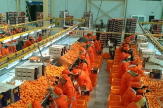 Récolte et Conditionnement des Agrumes