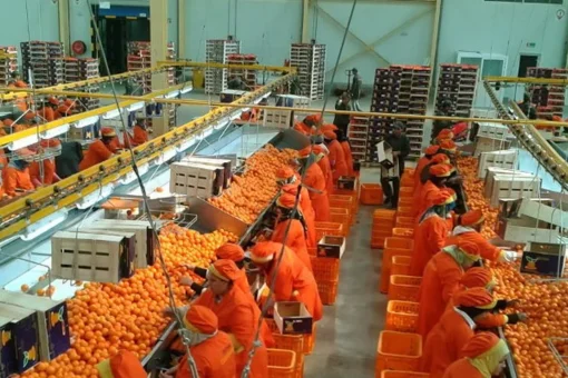 Récolte et Conditionnement des Agrumes