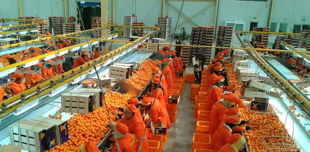 Récolte et Conditionnement des Agrumes