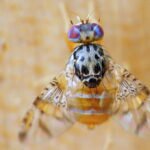 Cératite des agrumes