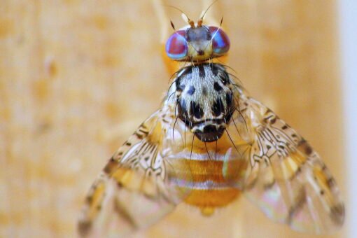 Cératite des agrumes