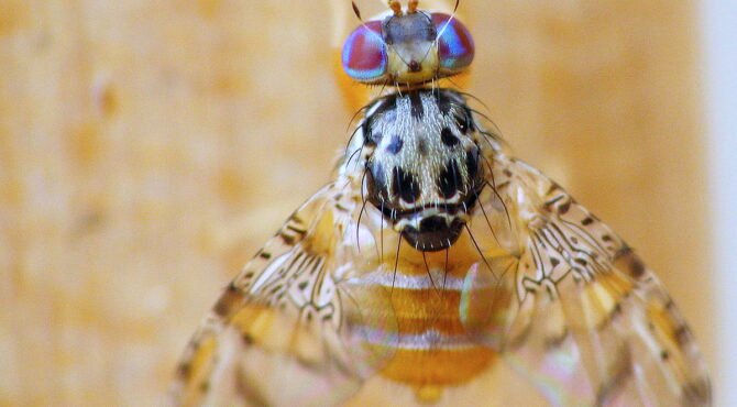 Cératite des agrumes