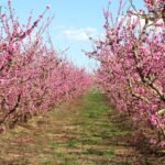 Floraison des rosacées