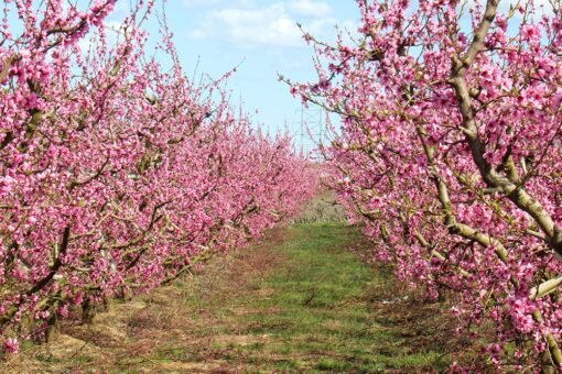 Floraison des rosacées
