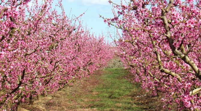Floraison des rosacées
