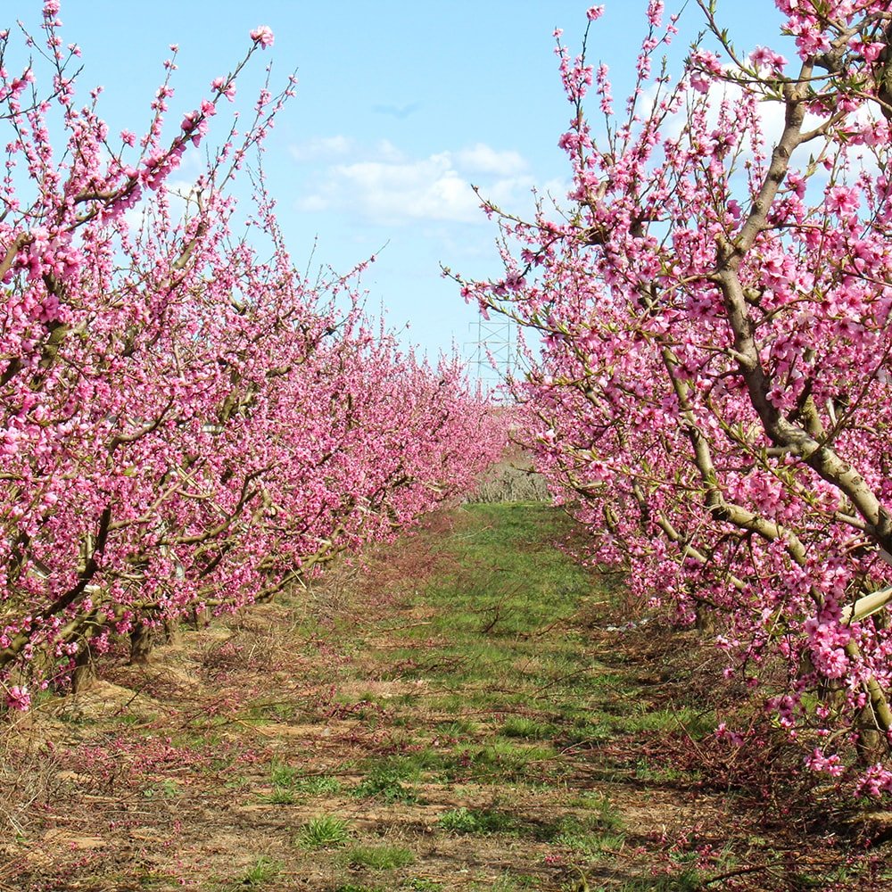 Floraison des rosacées